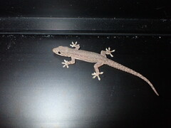 Hemidactylus frenatus