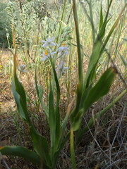 Cyanella hyacinthoides