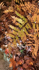 Sorbaria sorbifolia