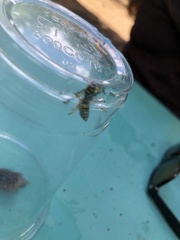 Vespula pensylvanica