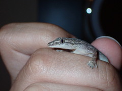 Hemidactylus frenatus