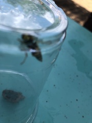 Vespula pensylvanica