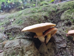 Suillus caerulescens