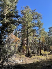 Abies concolor