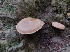 Suillus caerulescens