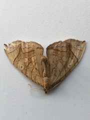 Eulithis diversilineata