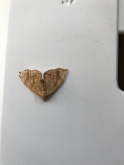 Eulithis diversilineata