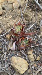 Dudleya