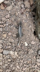 Microlophus bivittatus