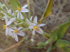 Cyanella hyacinthoides