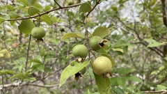 Psidium galapageium