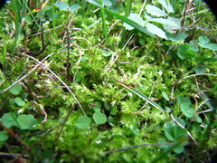Calliergonella cuspidata
