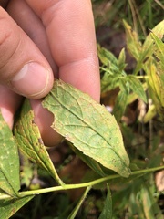 Coleosporium solidaginis