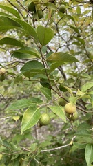 Psidium galapageium