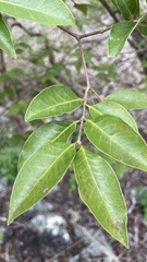 Psidium galapageium