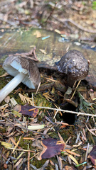 Pluteus exilis