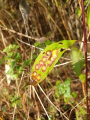 Parallelodiplosis subtruncata