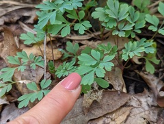 Capnoides sempervirens