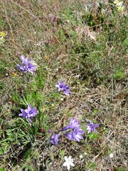Babiana angustifolia