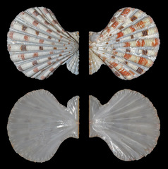 Excellichlamys spectabilis