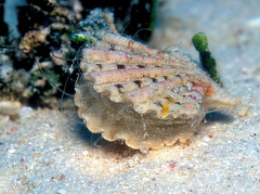 Excellichlamys spectabilis