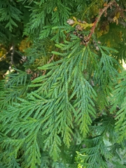 Thuja