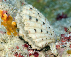 Excellichlamys spectabilis