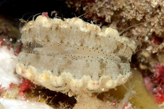 Excellichlamys spectabilis