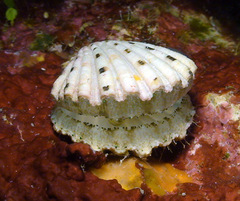 Excellichlamys spectabilis