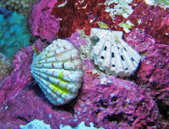 Excellichlamys spectabilis