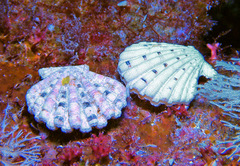 Excellichlamys spectabilis