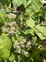 Synanthedon sapygaeformis