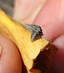 Dasysyrphus
