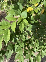 Ulmus