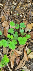 Oxalis corniculata
