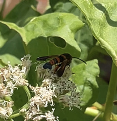 Synanthedon sapygaeformis