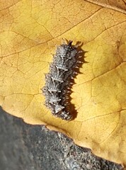 Dasysyrphus