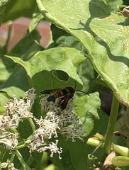 Synanthedon sapygaeformis