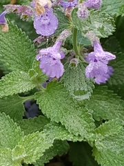 Nepeta racemosa