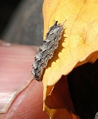 Dasysyrphus