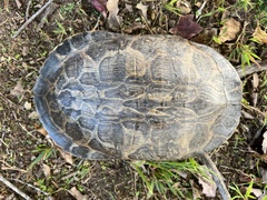 Pseudemys