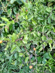 Celtis pallida