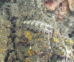 Dasysyrphus