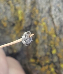 Dasysyrphus