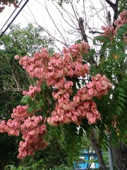 Koelreuteria