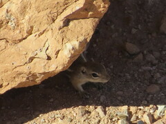 Ammospermophilus leucurus