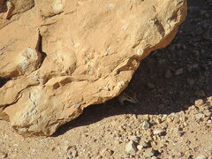 Ammospermophilus leucurus