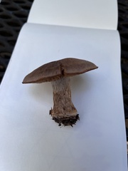 Armillaria sinapina