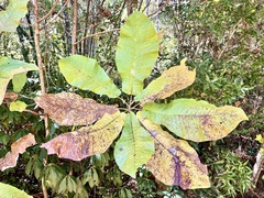 Magnolia macrophylla