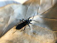 Ectrychotes andreae